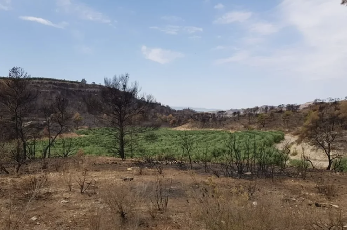 Actualment esteu veient Collita de qualitat després del gran incendi del 2019